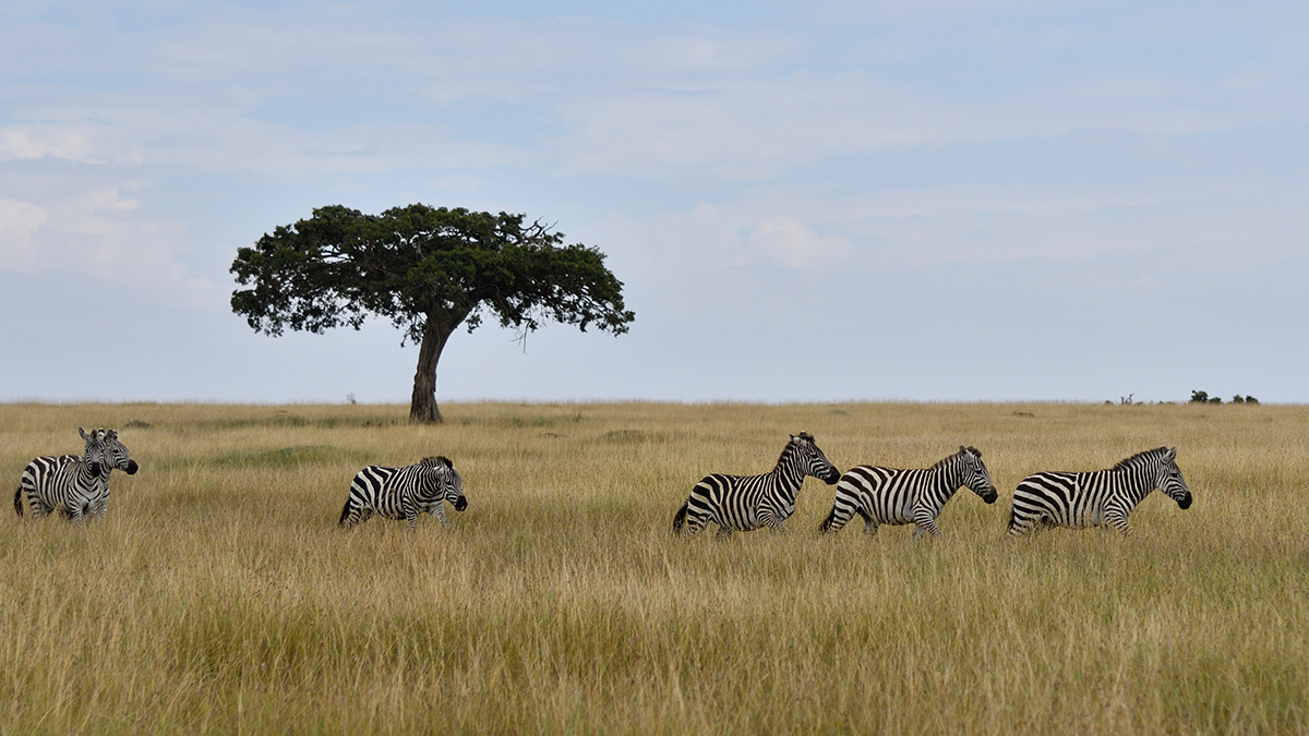 _R050864_20180801_101322_5875Masai Mara 2018_5978Masai Mara 2018.jpg