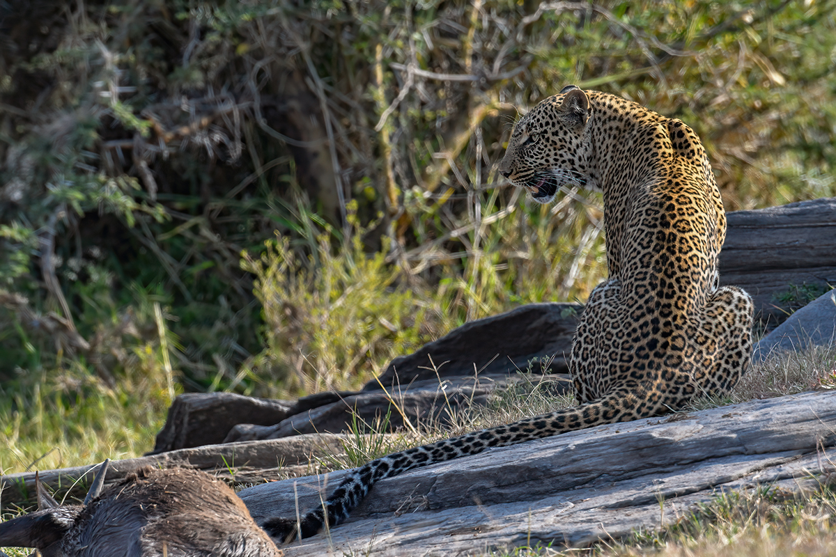 _R052519_20180720_164448_711Masai Mara 2018-1200.jpg
