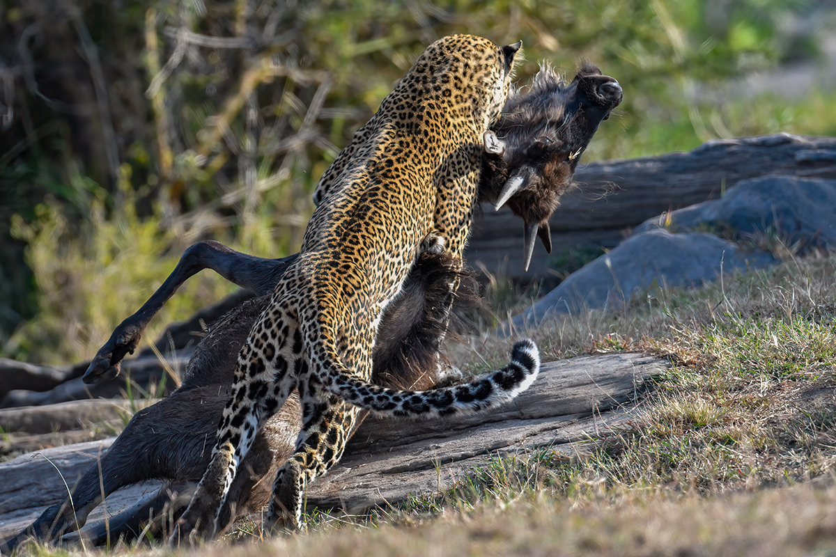 _R052562_20180720_164512_713Masai Mara 2018-1200.jpg