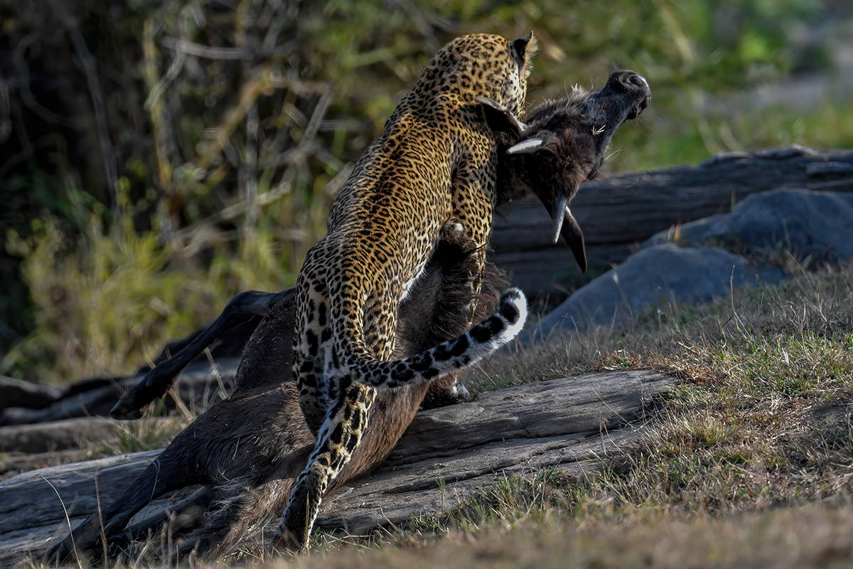 _R052563_20180720_164513_714Masai Mara 2018-1200.jpg