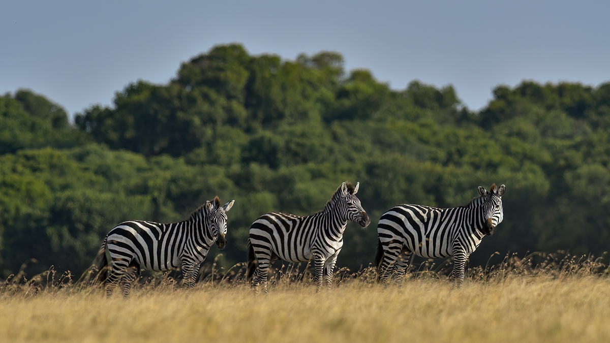 _R052739_20180720_171119_717Masai Mara 2018-1200.jpg