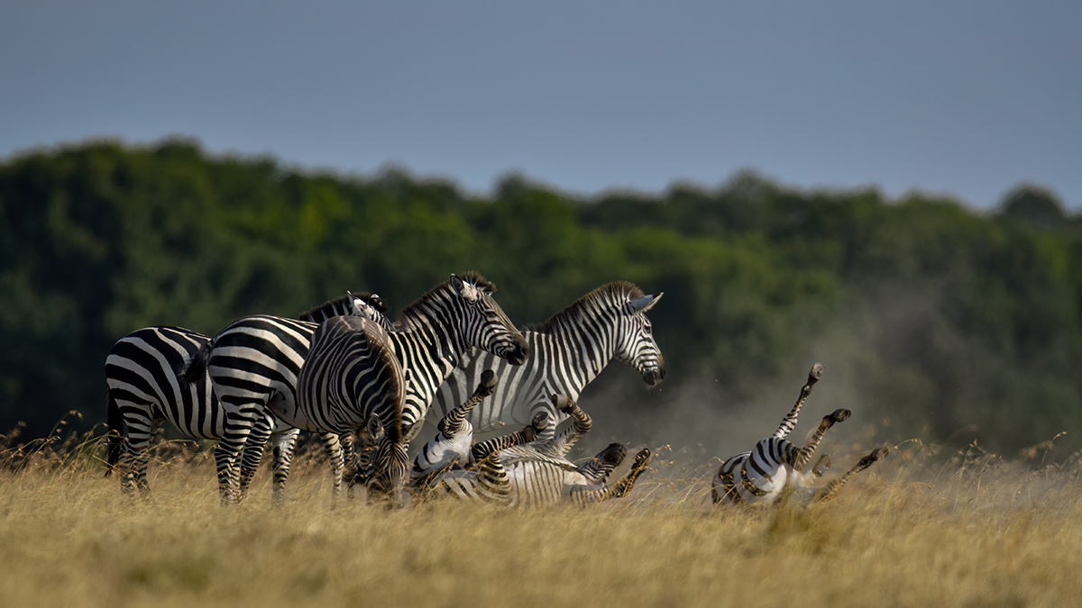 _R052767_20180720_171235_718Masai Mara 2018-1200.jpg