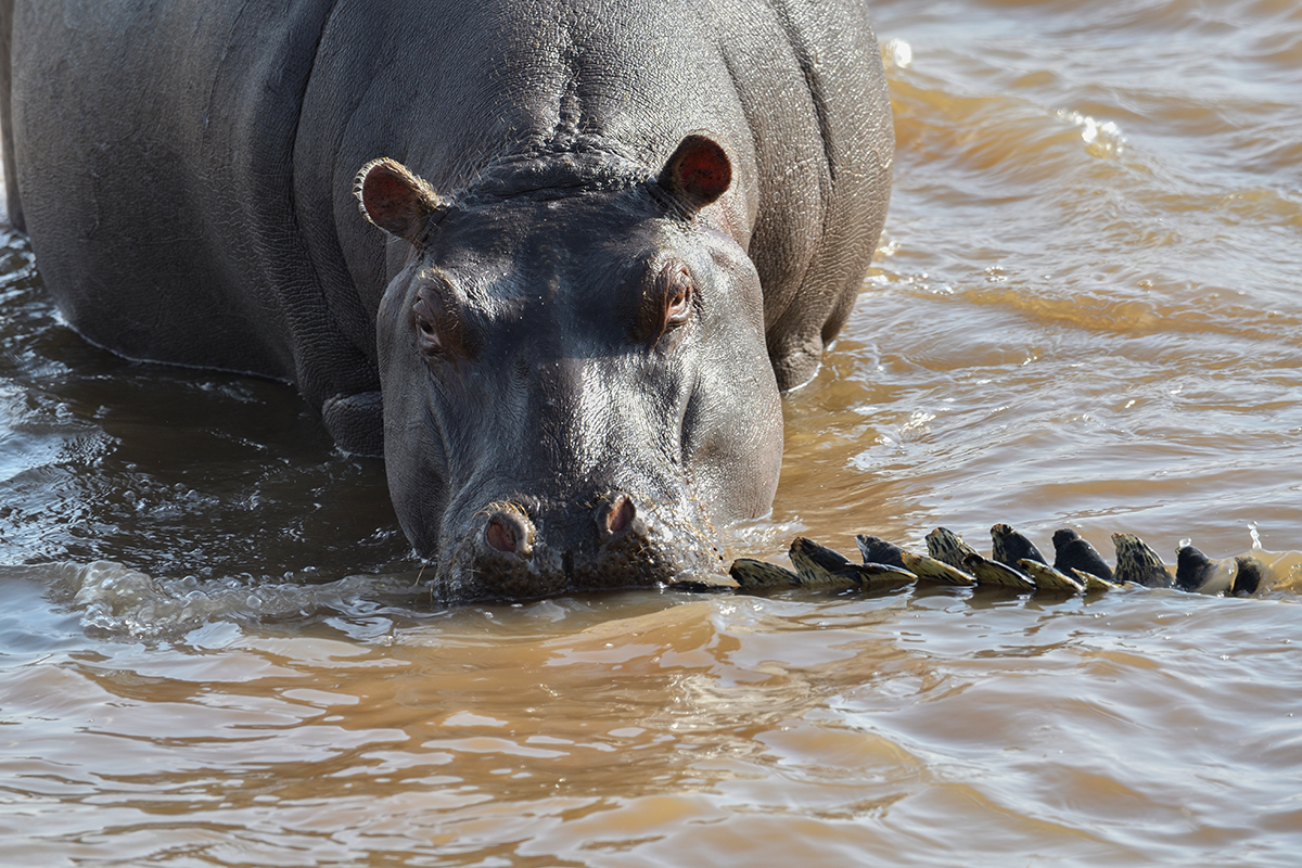 _R054245_20180721_164105_558Masai Mara 2018-1200.jpg