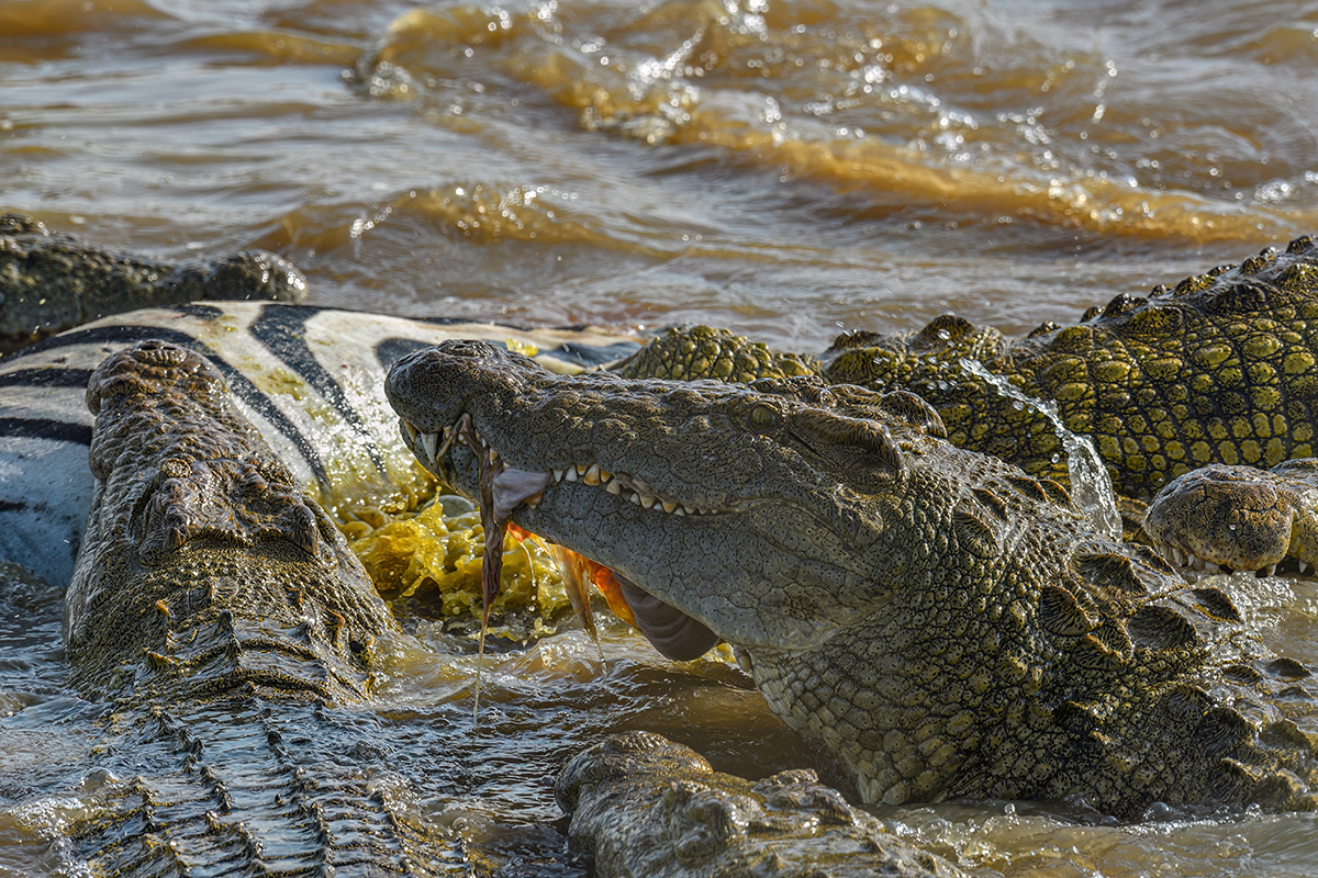 _R054330_20180721_164205_563Masai Mara 2018-1200.jpg