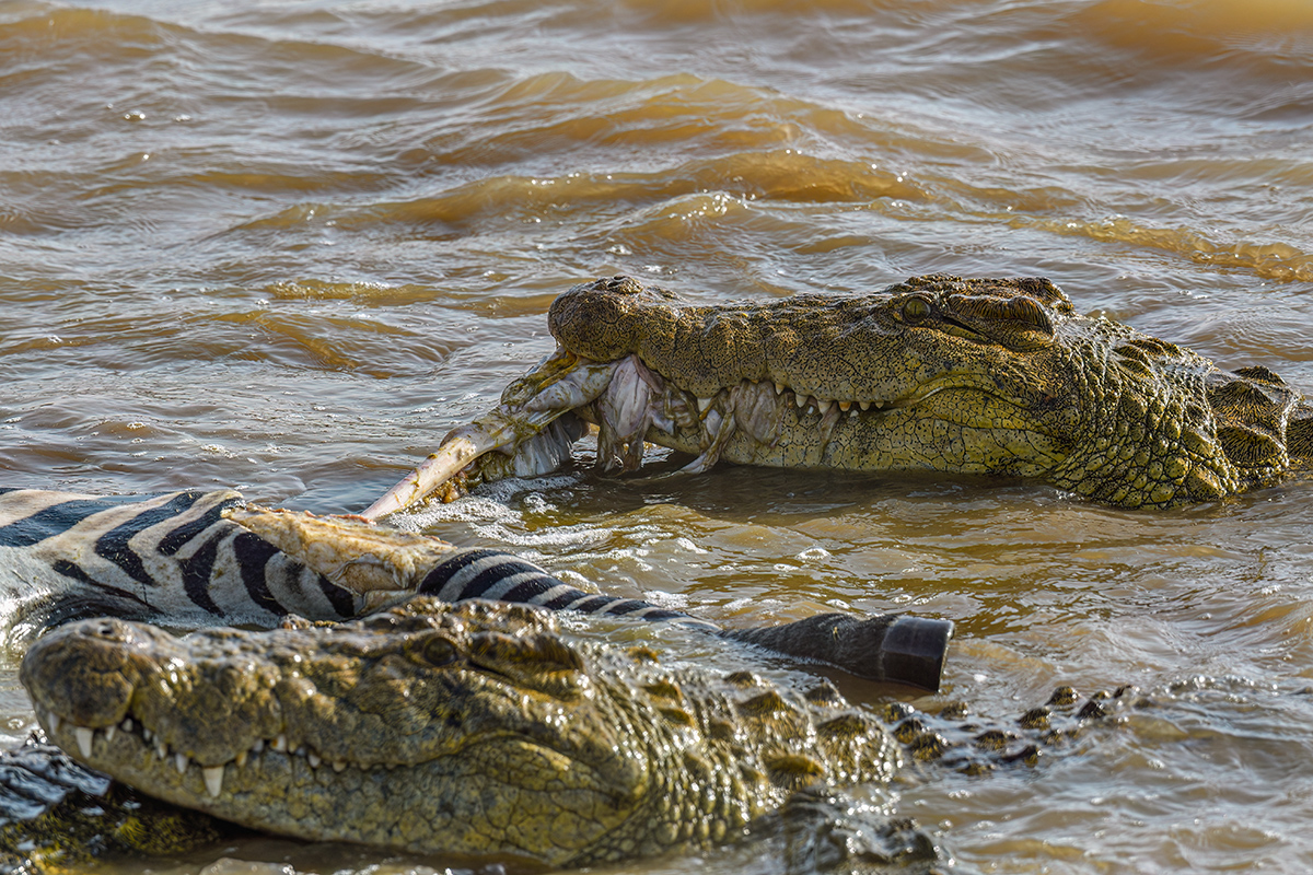 _R054365_20180721_164215_566Masai Mara 2018-1200.jpg