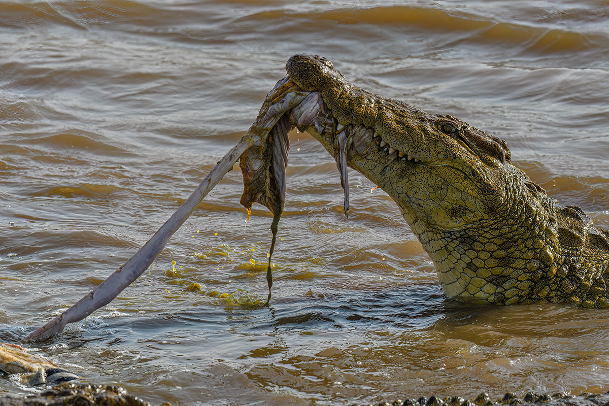 _R054373_20180721_164217_567Masai Mara 2018-1200.jpg