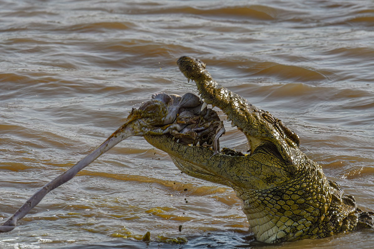 _R054374_20180721_164217_568Masai Mara 2018-1200.jpg