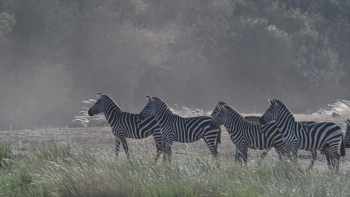 _R054607_20180721_172812_580Masai Mara 2018-1200.jpg