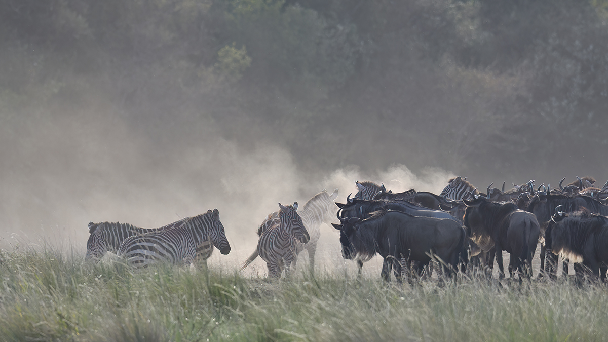 _R054689_20180721_174020_584Masai Mara 2018-1200.jpg