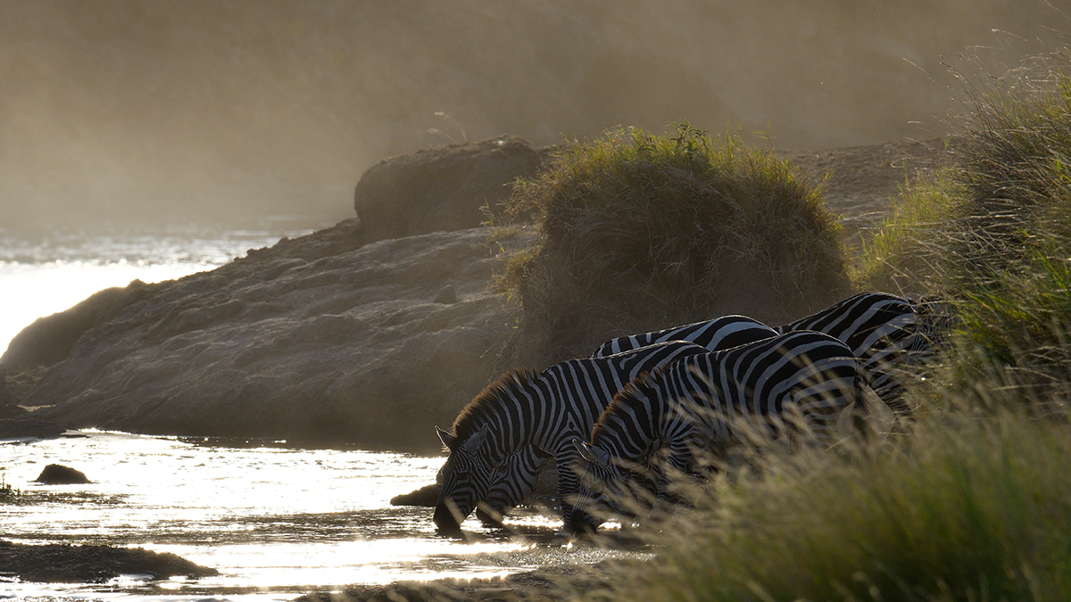 _R054711_20180721_174802_410Masai Mara 2018-1200.jpg