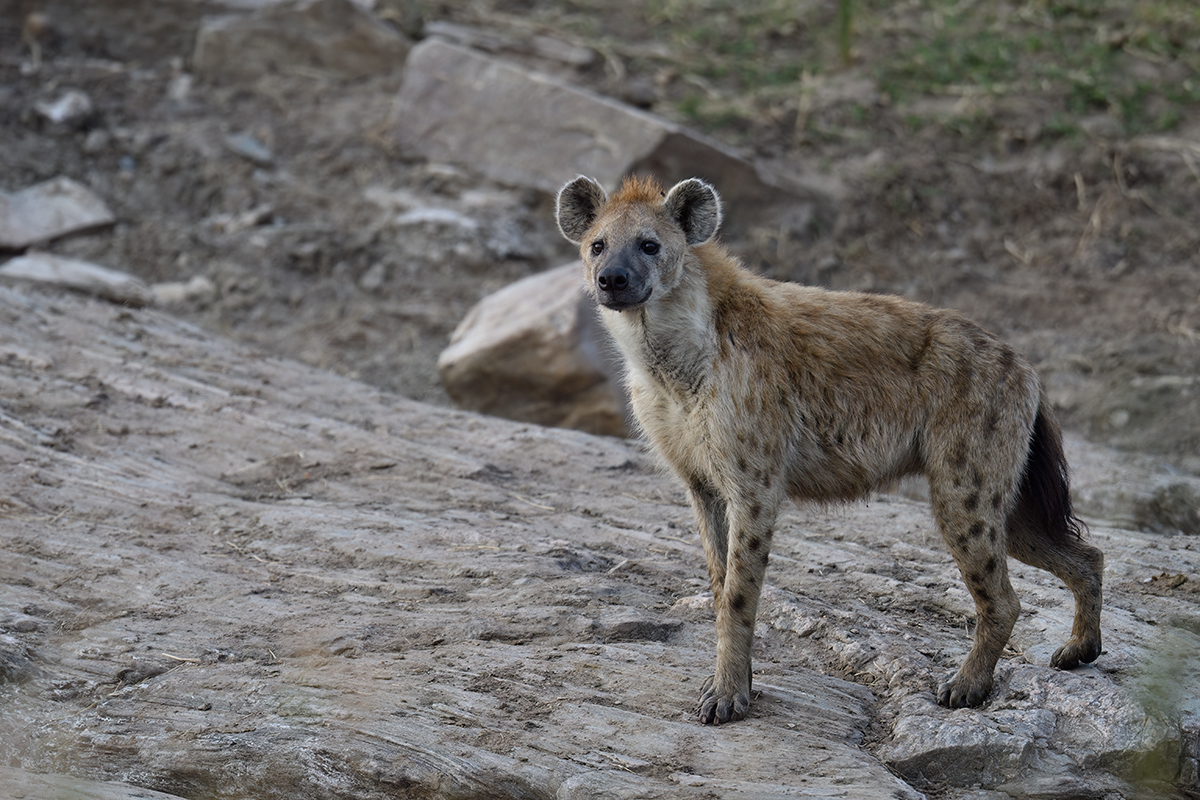 _R054794_20180722_071935_1174Masai Mara 2018_2237Masai Mara 2018-1200.jpg