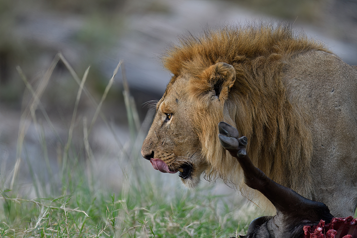 _R054832_20180722_072407_1175Masai Mara 2018_2238Masai Mara 2018-1200.jpg