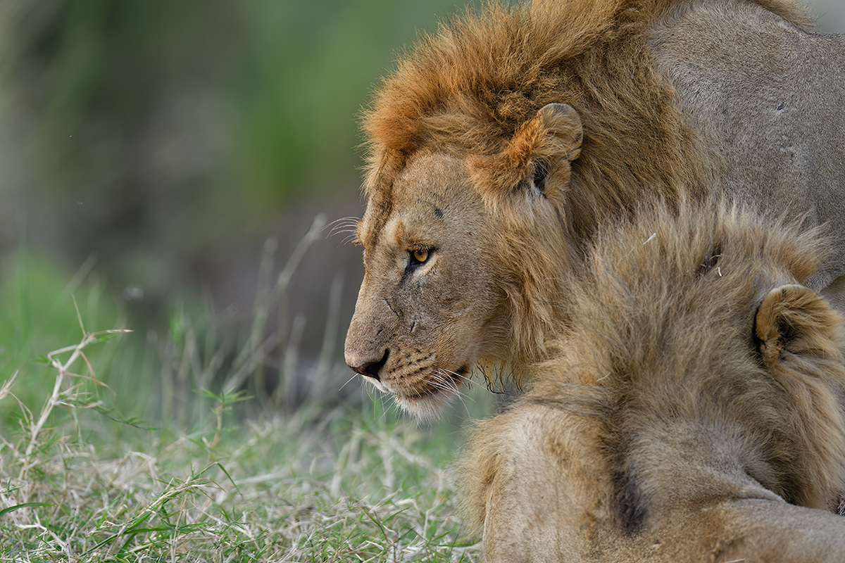 _R054854_20180722_072414_1176Masai Mara 2018_2239Masai Mara 2018-1200.jpg