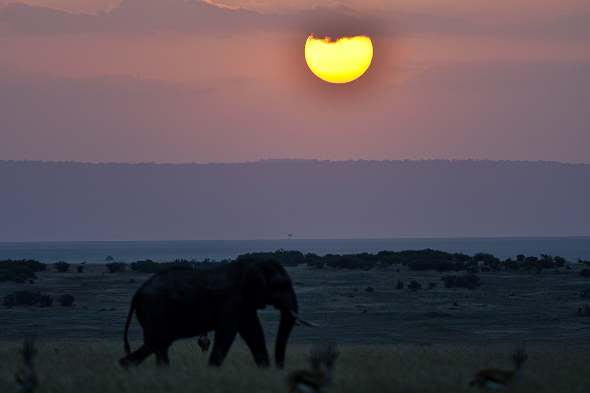 _R055328_20180722_183839_1196Masai Mara 2018_2259Masai Mara 2018-1200.jpg