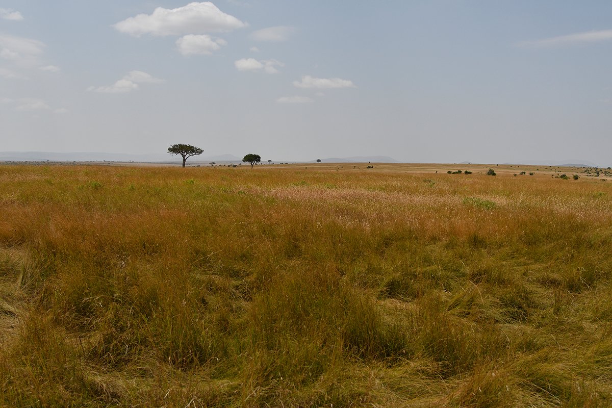 _R055432_20180723_120736_2453Masai Mara 2018_3195Masai Mara 2018-1200.jpg