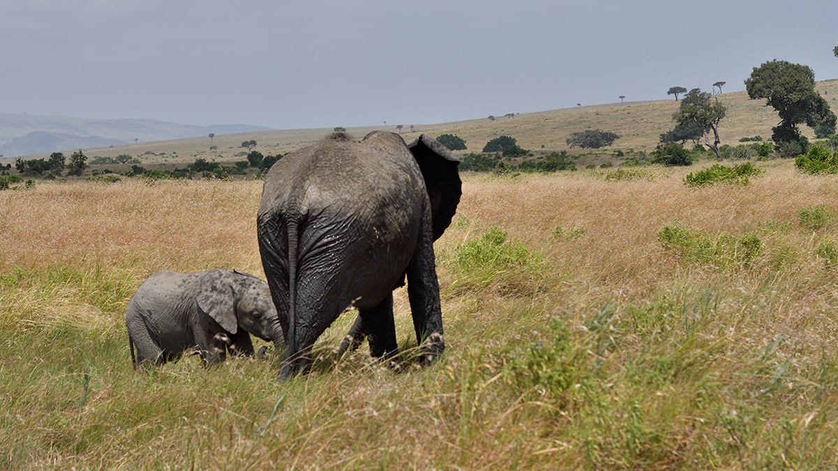 _R055469_20180723_125645_2457Masai Mara 2018_3199Masai Mara 2018-1200.jpg