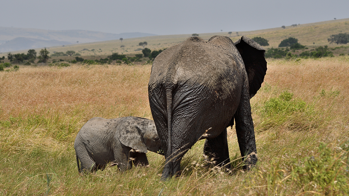 _R055470_20180723_125649_2458Masai Mara 2018_3200Masai Mara 2018-1200.jpg