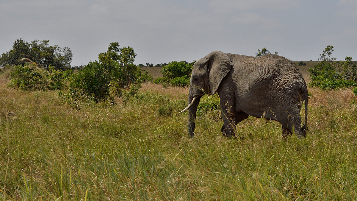 _R055472_20180723_125735_2459Masai Mara 2018_3201Masai Mara 2018-1200.jpg