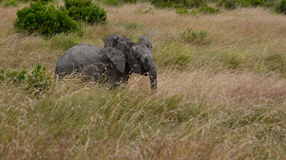 _R055485_20180723_130024_2460Masai Mara 2018_3202Masai Mara 2018-1200.jpg