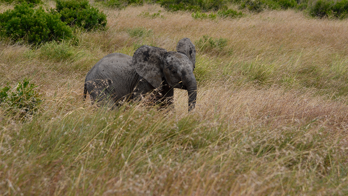 _R055487_20180723_130025_2461Masai Mara 2018_3203Masai Mara 2018-1200.jpg