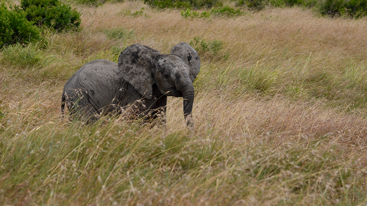 _R055488_20180723_130025_2462Masai Mara 2018_3204Masai Mara 2018-1200.jpg
