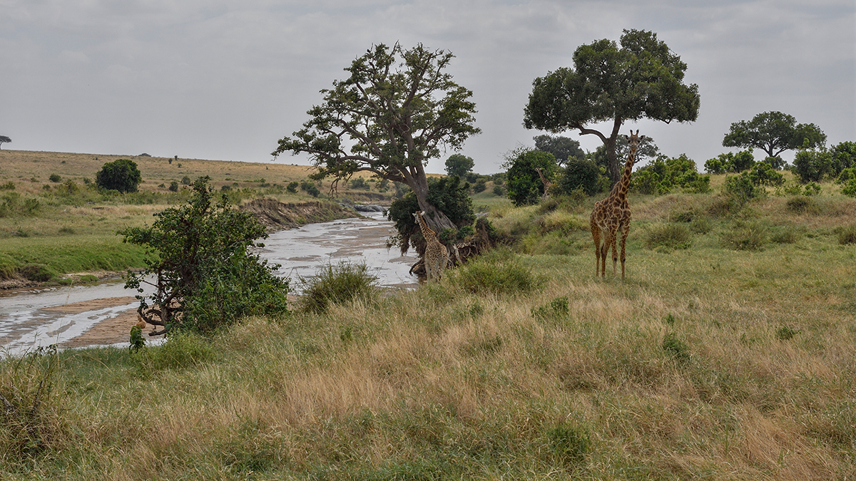 _R055537_20180723_131531_2471Masai Mara 2018_3213Masai Mara 2018-1200.jpg