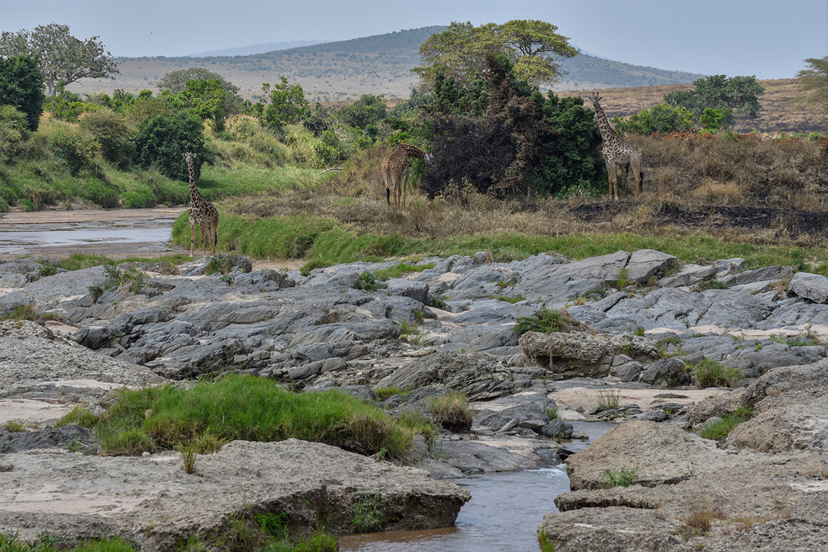 _R055559_20180723_132320_2472Masai Mara 2018_3214Masai Mara 2018-1200.jpg