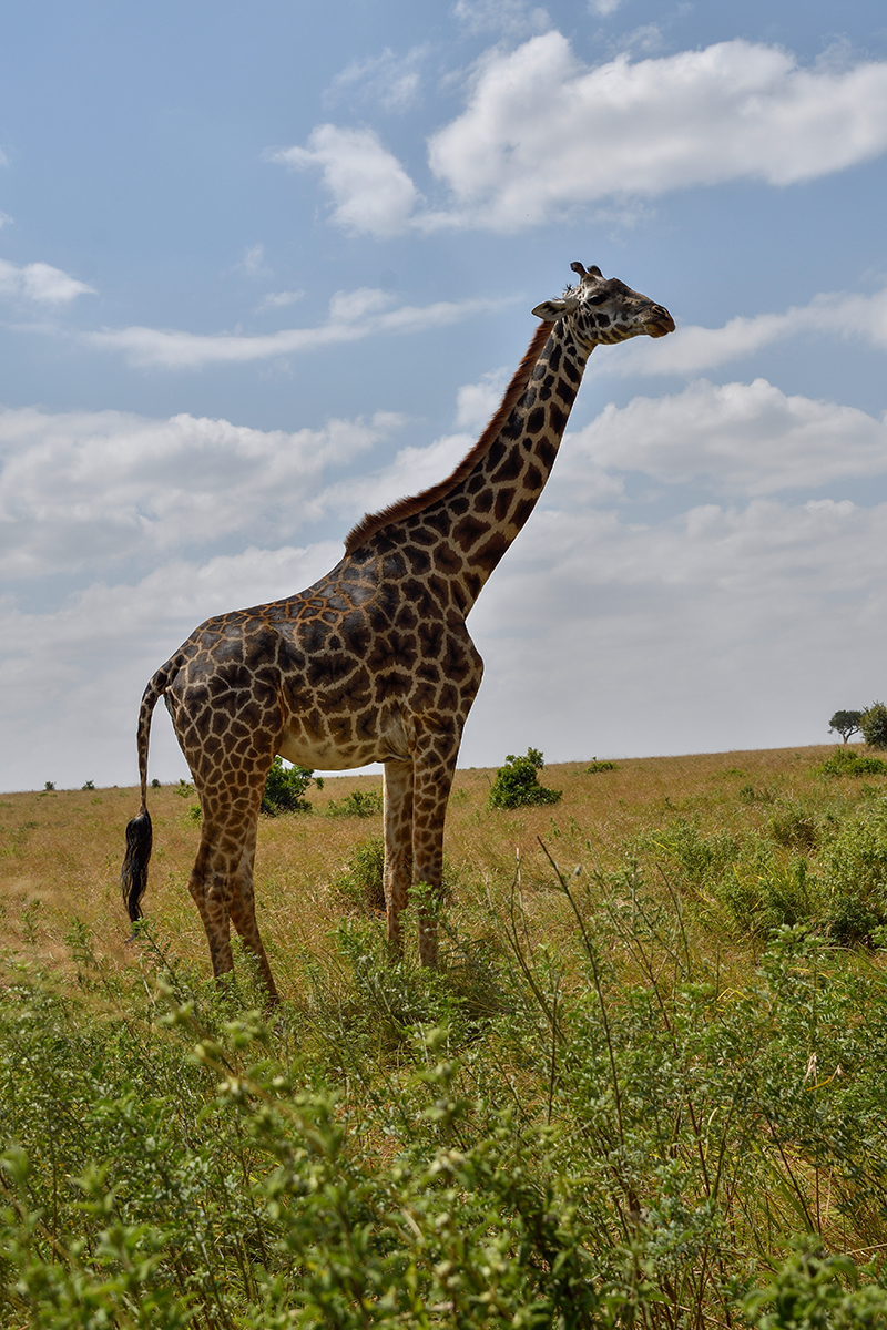 _R055567_20180723_135932_2473Masai Mara 2018_3215Masai Mara 2018-1200.jpg