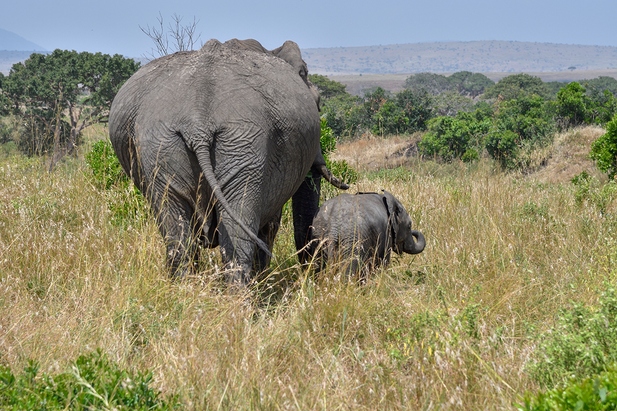 _R055584_20180723_140533_2474Masai Mara 2018_3216Masai Mara 2018-1200.jpg