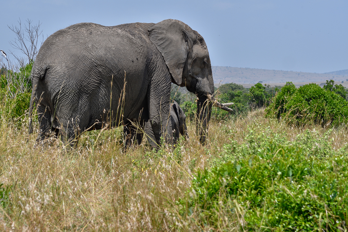 _R055585_20180723_140551_2475Masai Mara 2018_3217Masai Mara 2018-1200.jpg