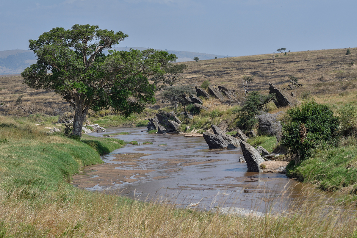 _R055600_20180723_145509_2478Masai Mara 2018_3220Masai Mara 2018-1200.jpg