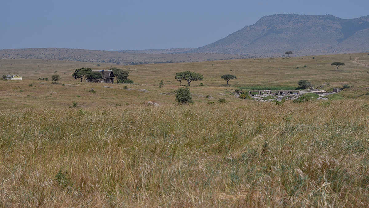 _R055618_20180723_150219_2480Masai Mara 2018_3222Masai Mara 2018-1200.jpg