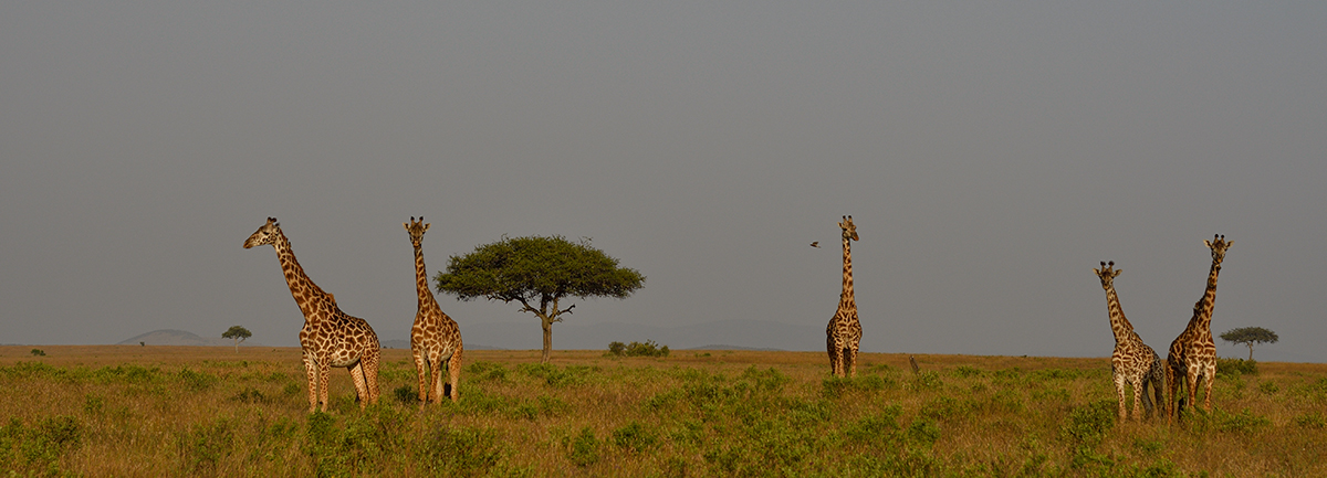 _R055655_20180723_174002_2485Masai Mara 2018_3227Masai Mara 2018-2-1200.jpg