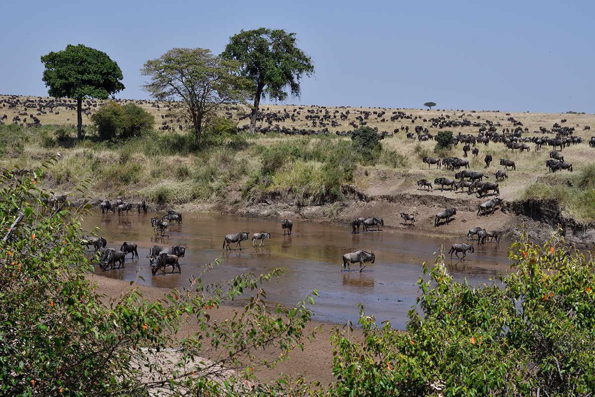 _R055726_20180724_105836_2353Masai Mara 2018_3402Masai Mara 2018-1200.jpg