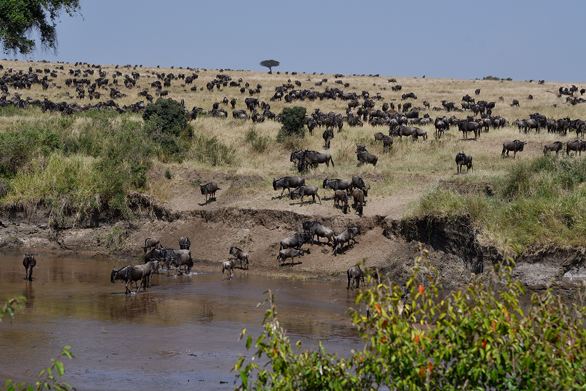 _R055731_20180724_105850_2354Masai Mara 2018_3403Masai Mara 2018-1200.jpg