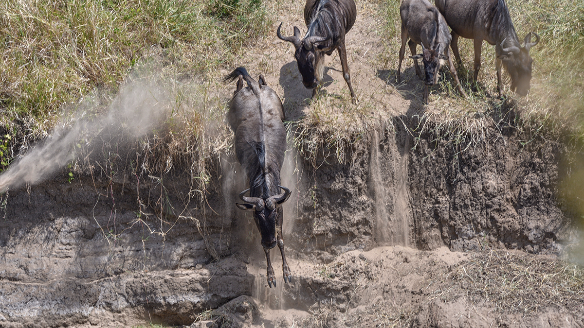 _R055784_20180724_115324_2359Masai Mara 2018_3408Masai Mara 2018-1200.jpg