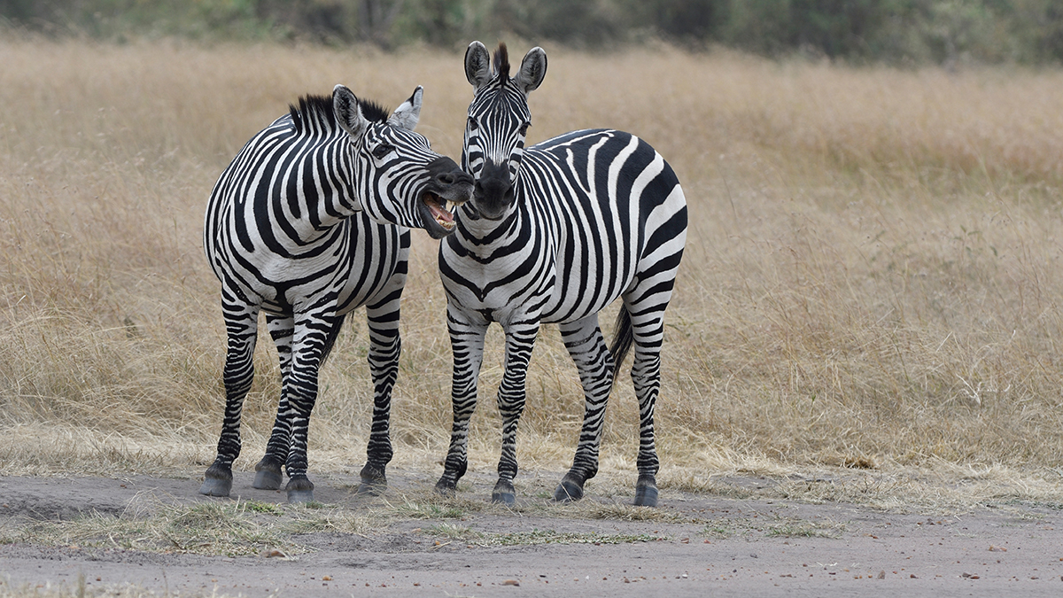 _R055825_20180724_132005_2361Masai Mara 2018_3410Masai Mara 2018-1200.jpg
