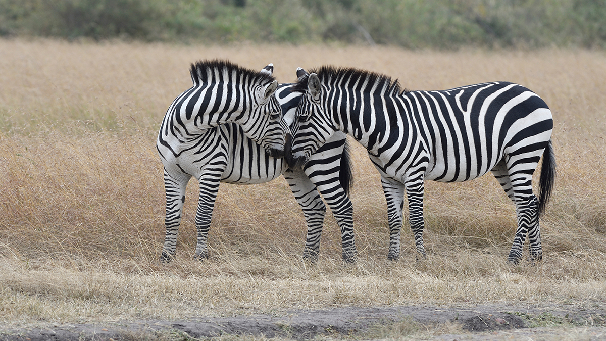 _R055826_20180724_132017_2362Masai Mara 2018_3411Masai Mara 2018-1200.jpg