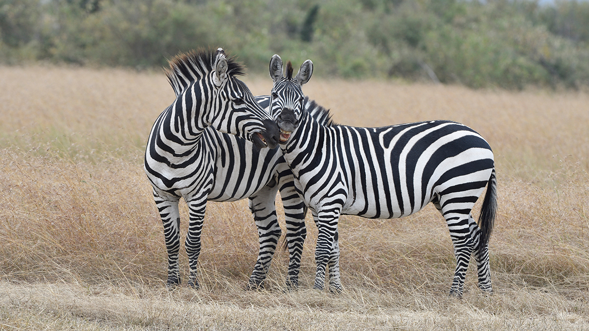 _R055835_20180724_132024_2363Masai Mara 2018_3412Masai Mara 2018-1200.jpg