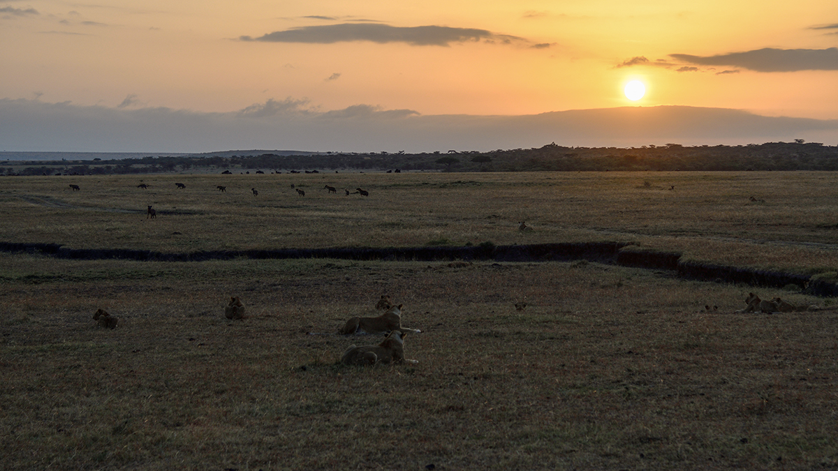 _R056057_20180726_065929_3031Masai Mara 2018_3910Masai Mara 2018.jpg