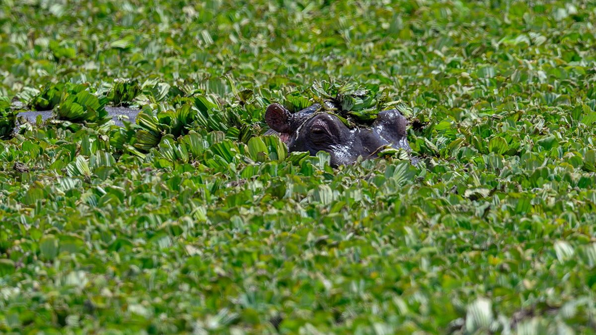 _R056092_20180726_123530_3034Masai Mara 2018_3913Masai Mara 2018.jpg
