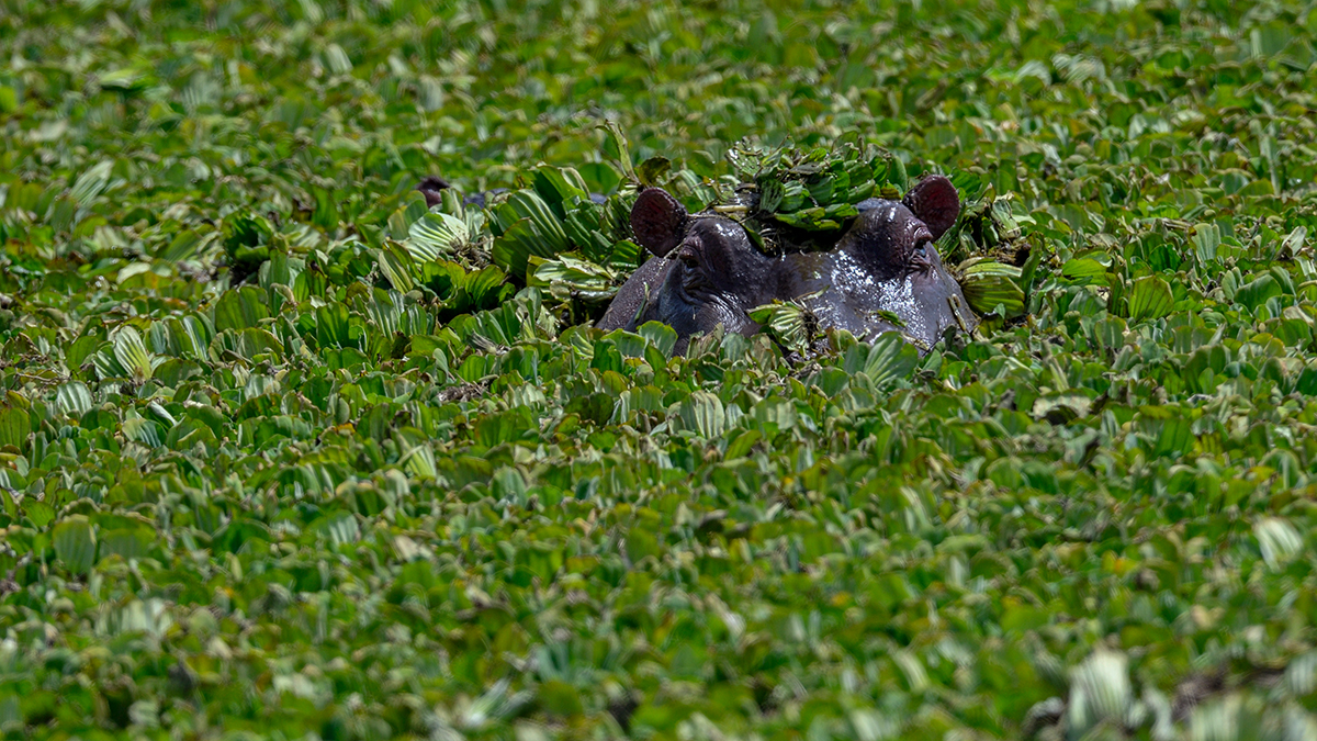 _R056103_20180726_123556_3035Masai Mara 2018_3914Masai Mara 2018.jpg