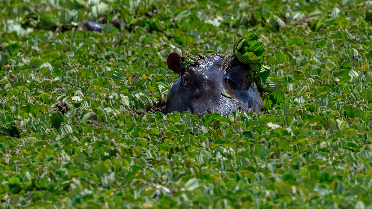 _R056129_20180726_123812_3036Masai Mara 2018_3915Masai Mara 2018.jpg
