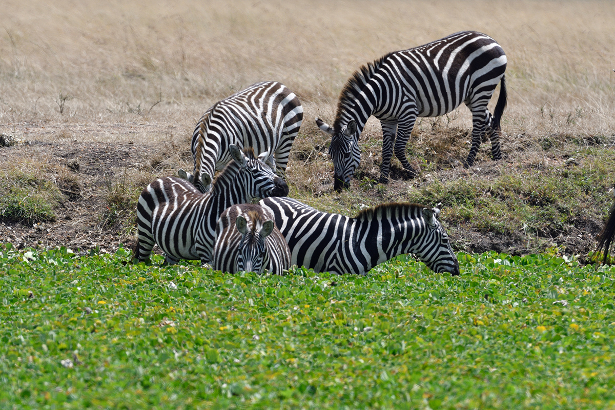 _R056323_20180726_125853_3046Masai Mara 2018_3925Masai Mara 2018.jpg