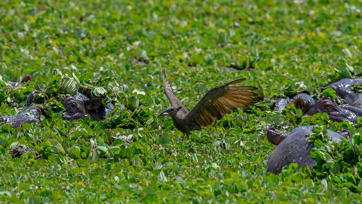 _R056536_20180726_130645_3058Masai Mara 2018_3937Masai Mara 2018.jpg