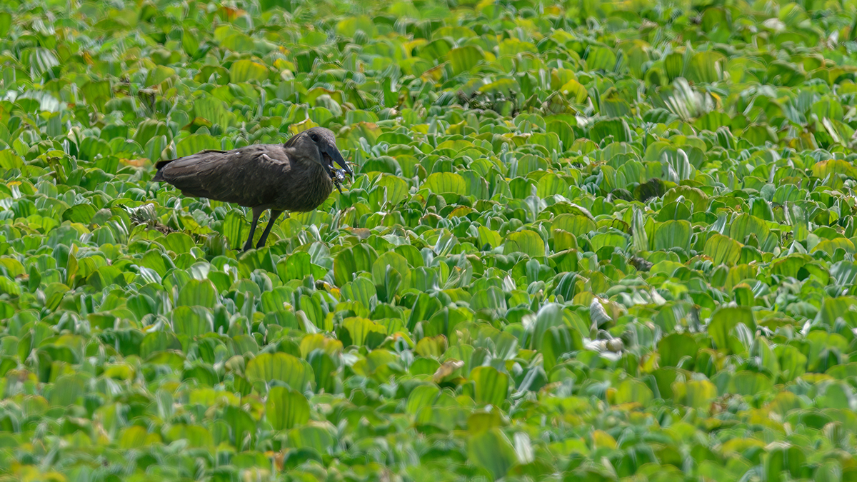 _R056716_20180726_131153_3067Masai Mara 2018_3946Masai Mara 2018.jpg