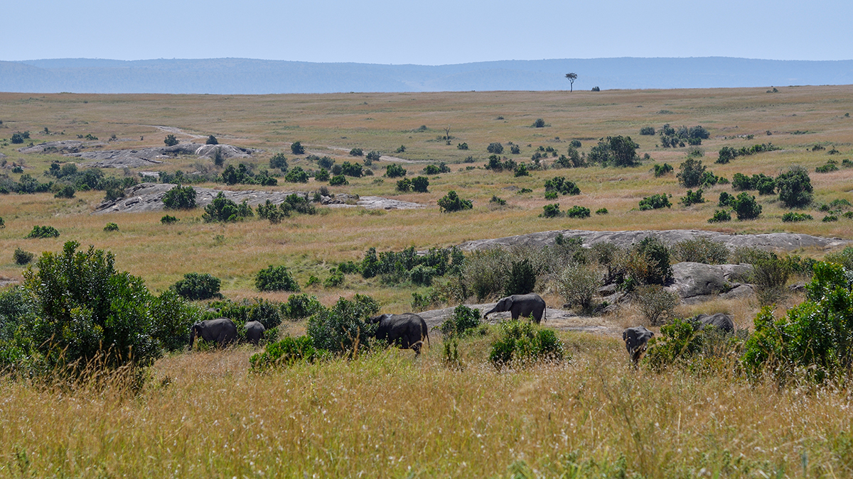 _R056880_20180727_112205_3965Masai Mara 2018.jpg