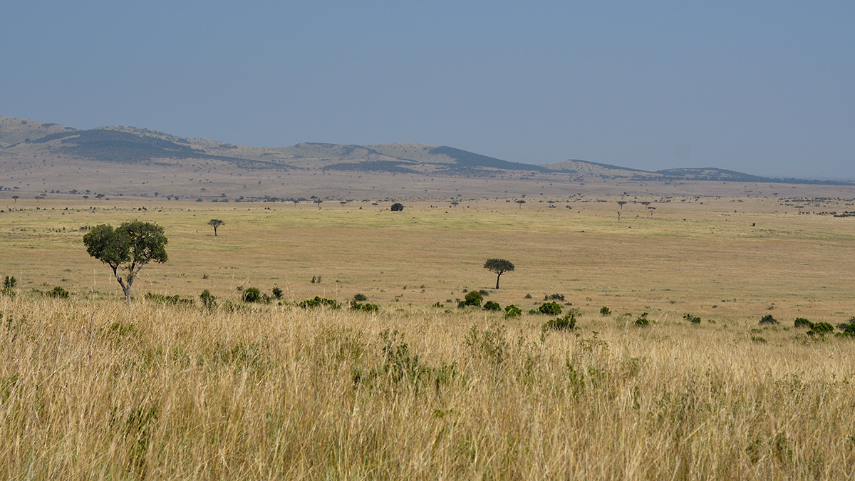 _R056885_20180727_112651_3967Masai Mara 2018.jpg