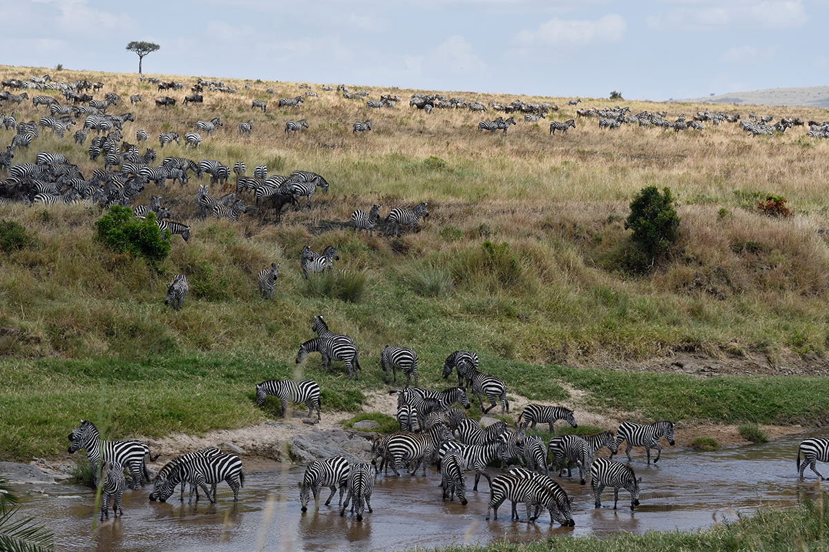 _R056895_20180727_121544_3972Masai Mara 2018.jpg