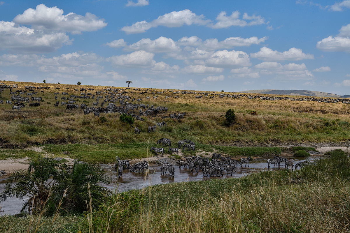 _R056896_20180727_121548_3973Masai Mara 2018.jpg